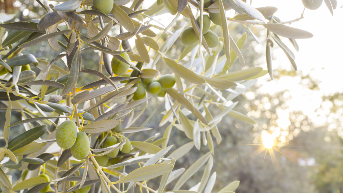 ¿Cómo combatir la alergia al olivo? ¡Nuestras recomendaciones!